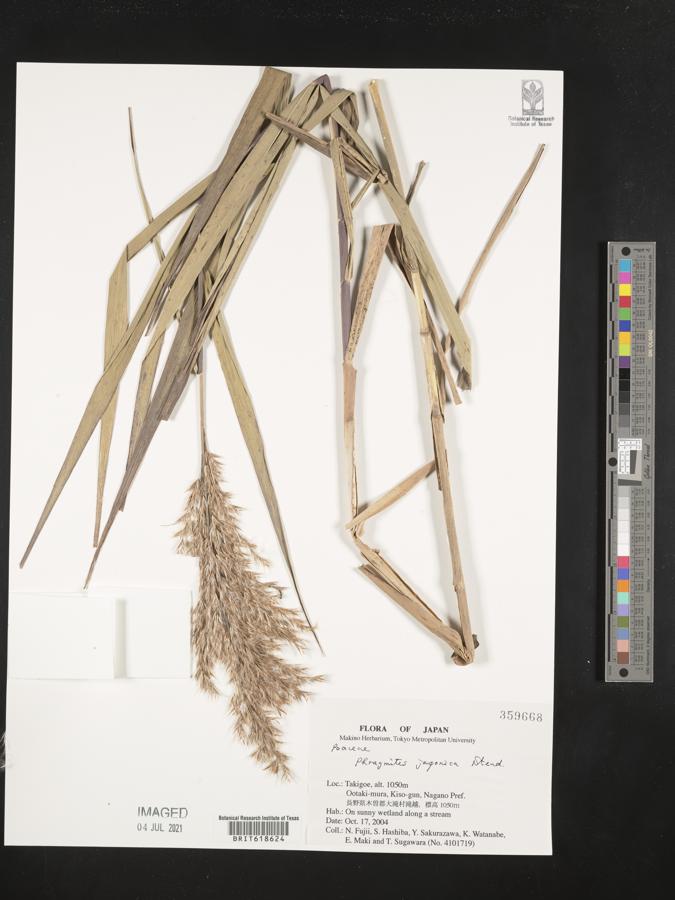 Phragmites japonicus image