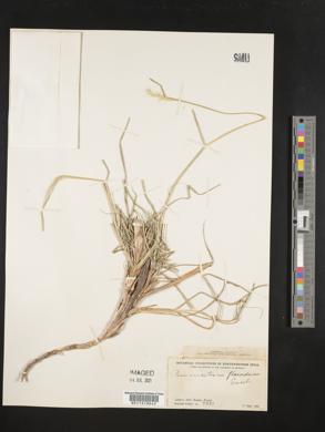 Pennisetum flaccidum image
