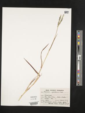 Panicum paludosum image