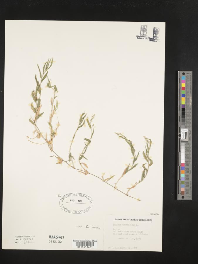 Panicum brevifolium image