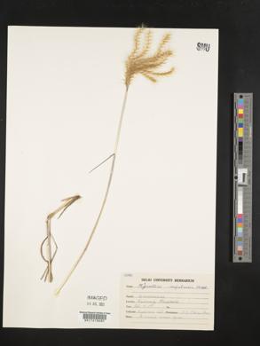 Miscanthus nepalensis image