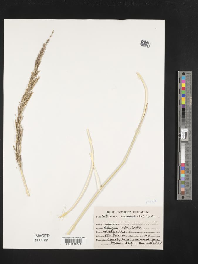 Chrysopogon zizanioides image