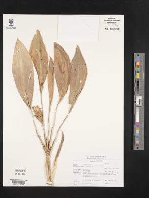 Image of Curcuma parviflora