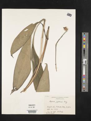 Alpinia japonica image