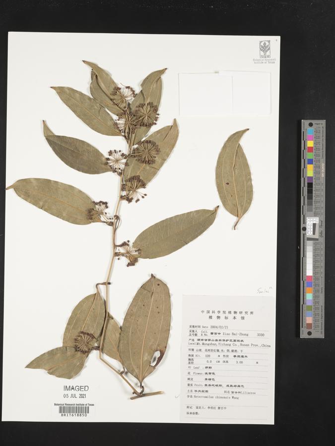 Smilax chinensis image