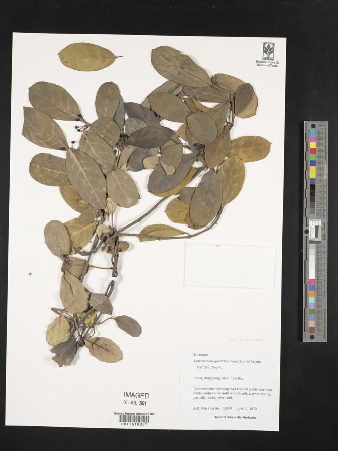 Smilax gaudichaudiana image