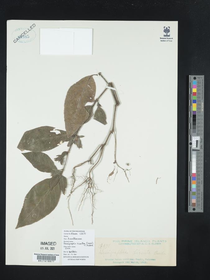 Strobilanthes brunelloides image