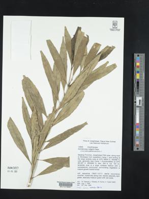 Justicia gendarussa image