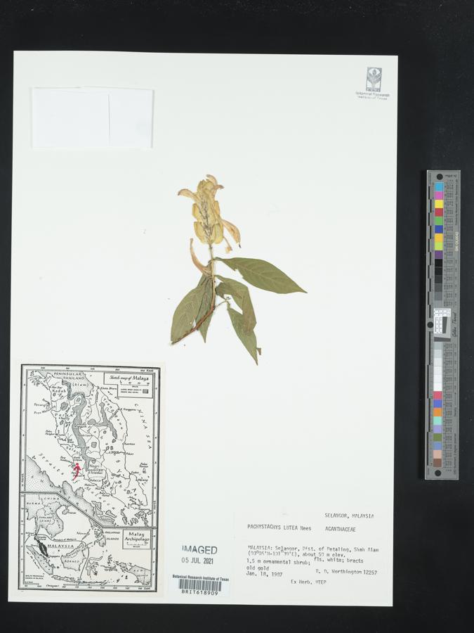 Pachystachys lutea image