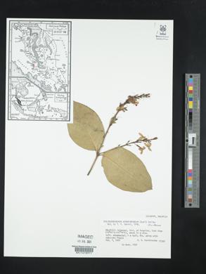 Pseuderanthemum carruthersii image