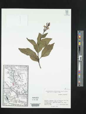 Pseuderanthemum carruthersii image