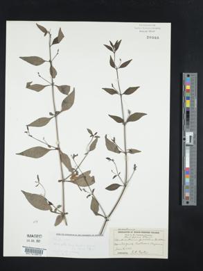 Eranthemum pulchellum image