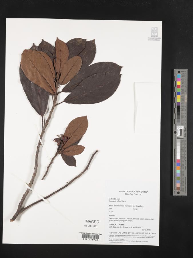 Saurauia bifida image