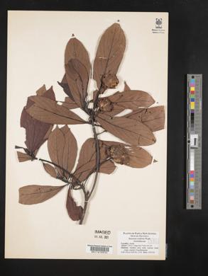 Saurauia conferta image