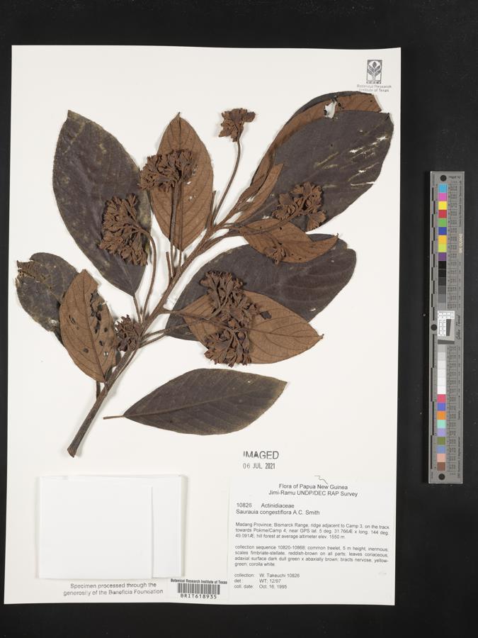 Saurauia congestiflora image