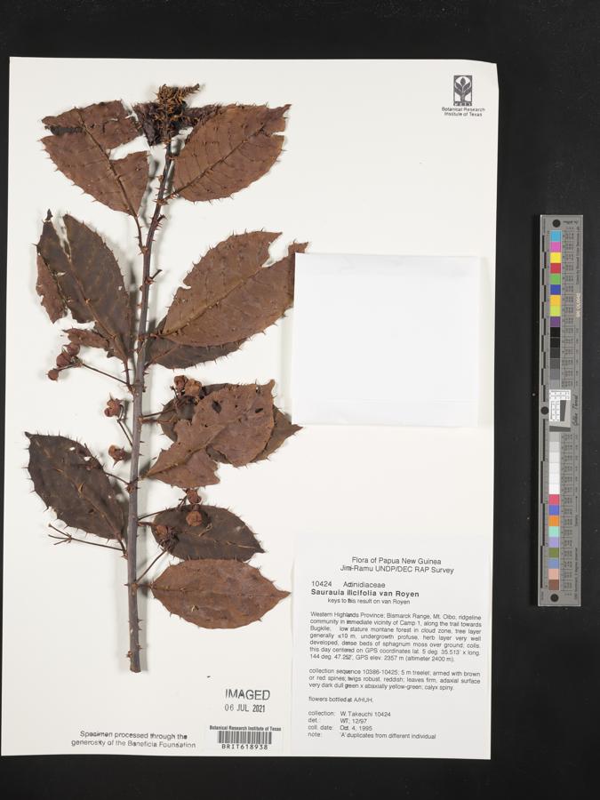 Saurauia ilicifolia image