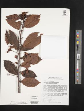 Image of Saurauia ilicifolia