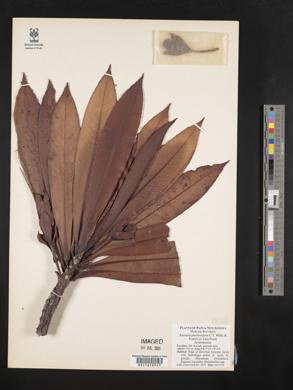 Saurauia plurilocularis image
