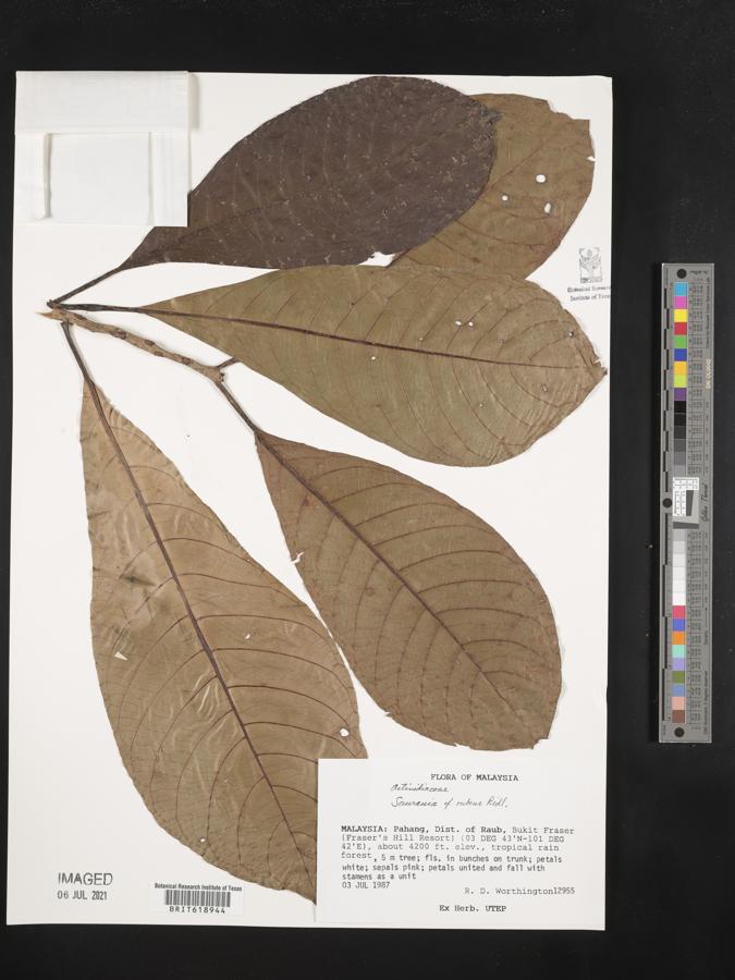 Saurauia rubens image
