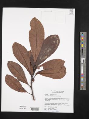 Saurauia schumanniana image