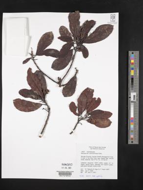 Saurauia schumanniana image