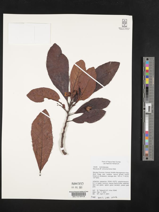 Saurauia schumanniana image