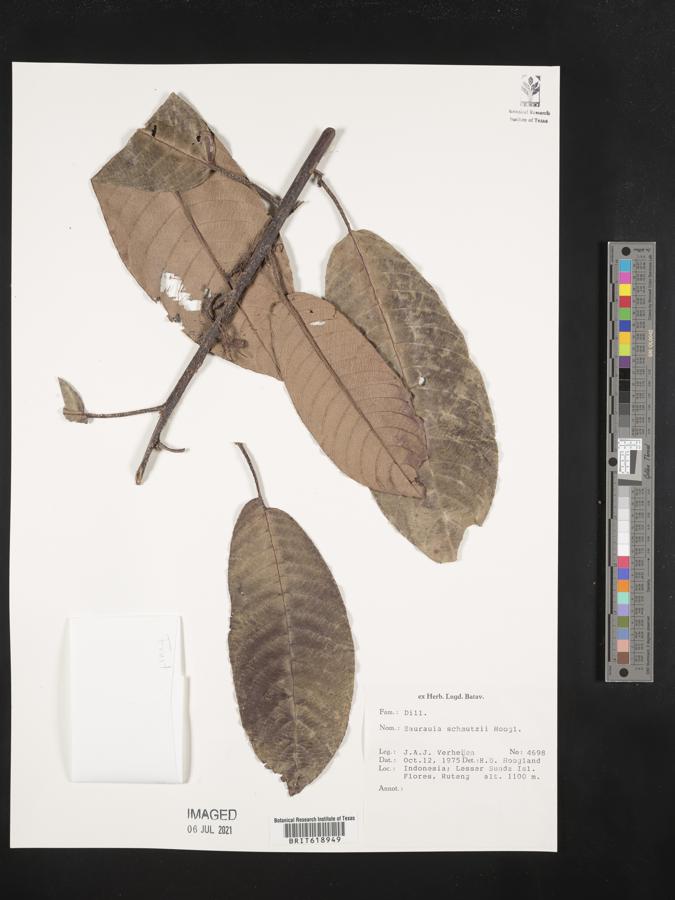 Saurauia schmutzii image
