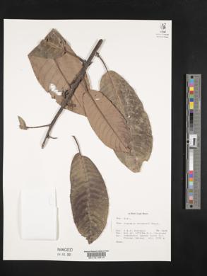 Image Associated With the Occurence