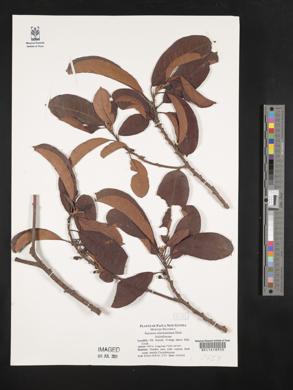 Saurauia schumanniana image