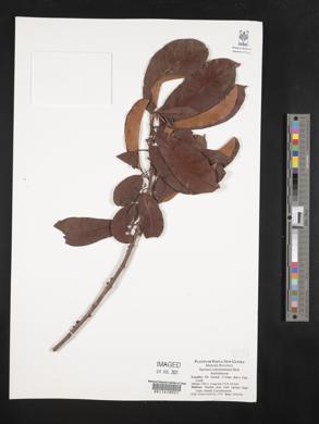 Saurauia schumanniana image