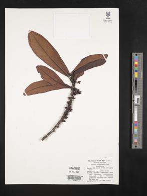 Saurauia schumanniana image