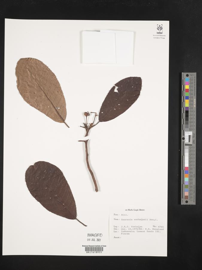 Saurauia verheijenii image