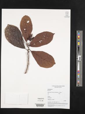 Image Associated With the Occurence