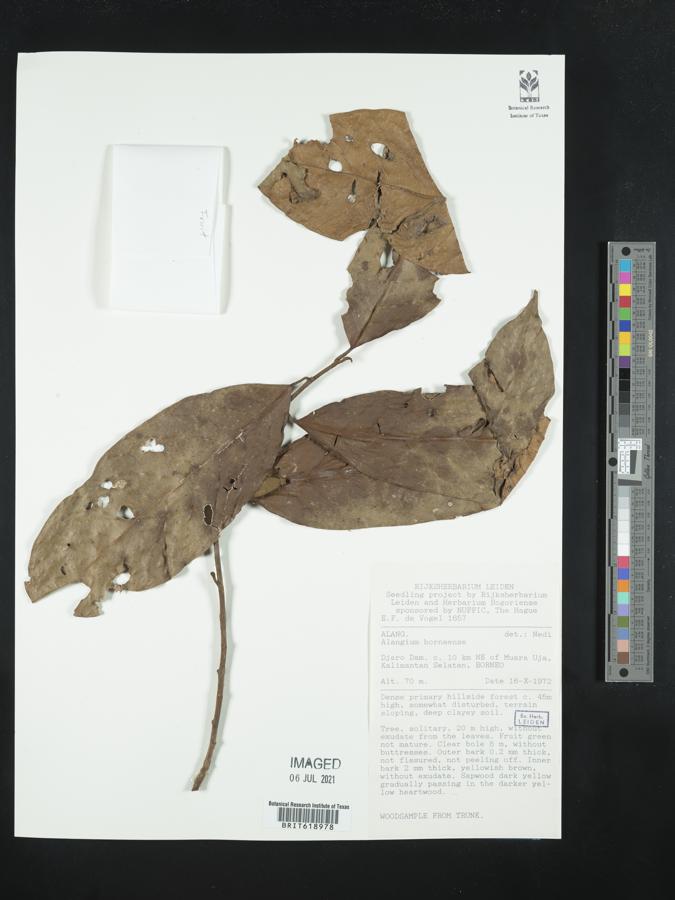 Alangium borneense image
