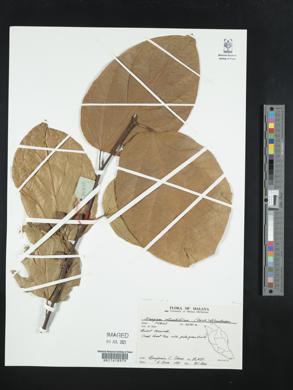Image of Alangium rotundifolium