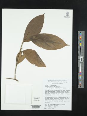 Image of Alangium ferrugineum