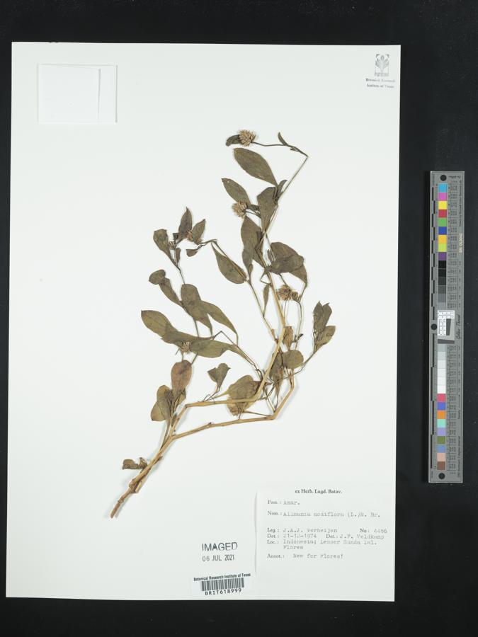Allmania nodiflora image