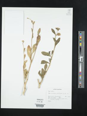 Allmania nodiflora image