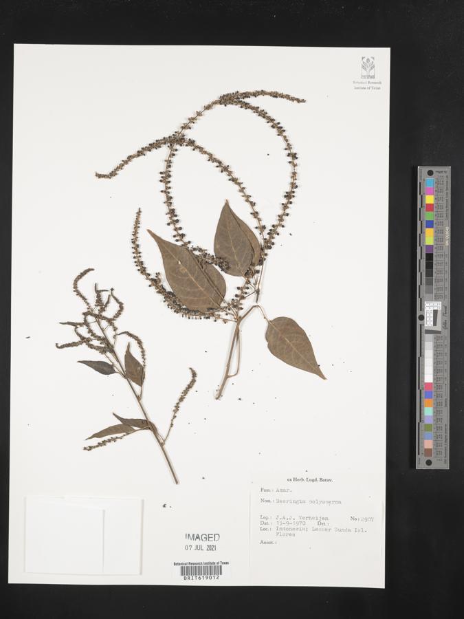 Deeringia polysperma image