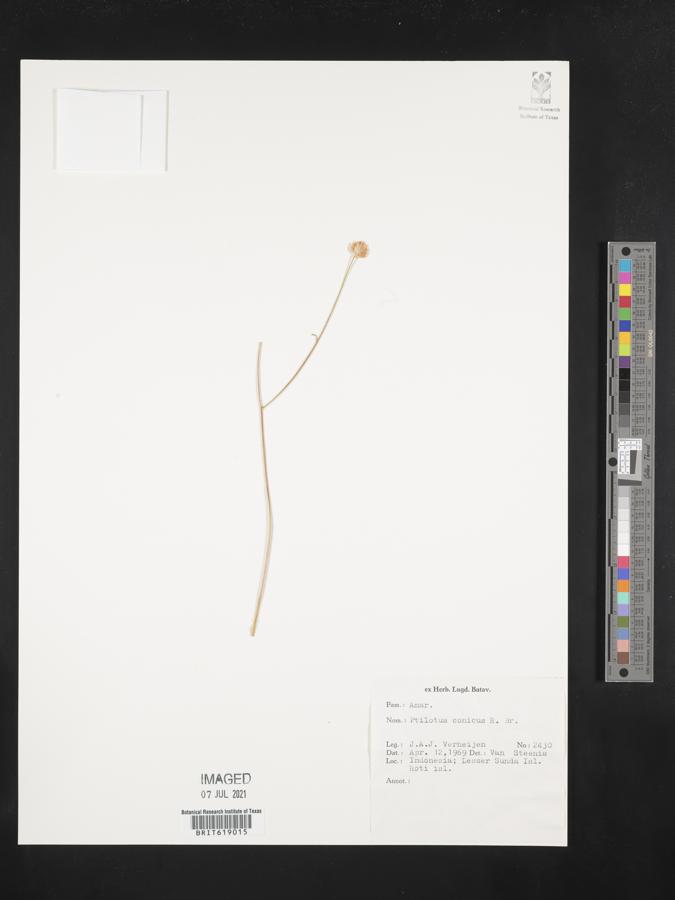 Ptilotus conicus image