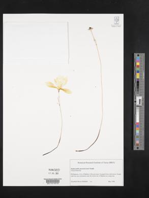 Image of Zephyranthes puertoricensis