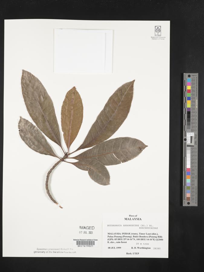 Buchanania arborescens image