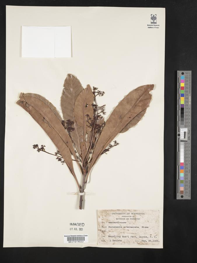 Buchanania arborescens image
