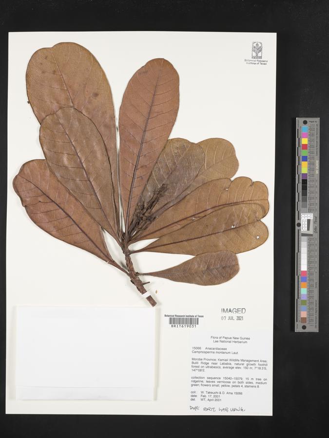 Campnosperma montanum image