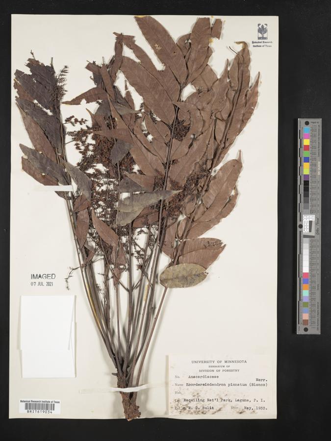 Koordersiodendron pinnatum image