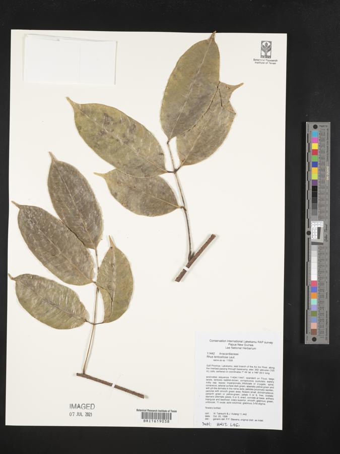 Rhus lenticellosa image