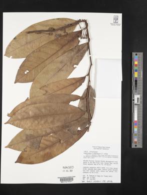 Image of Drepananthus polycarpus