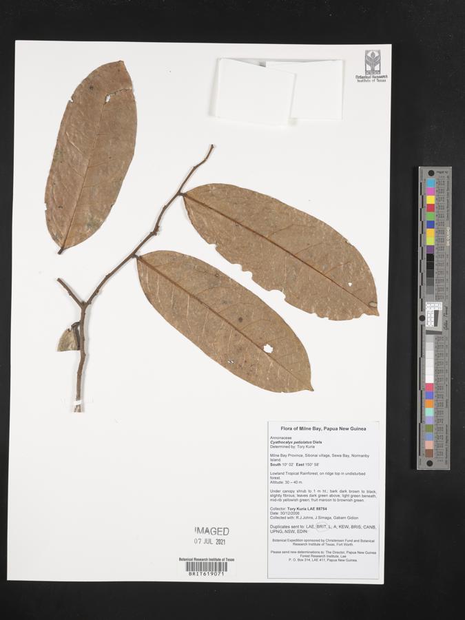 Drepananthus petiolatus image