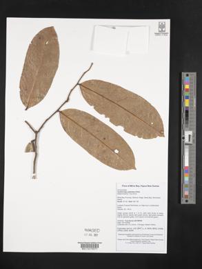 Image of Drepananthus petiolatus
