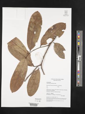 Drepananthus petiolatus image